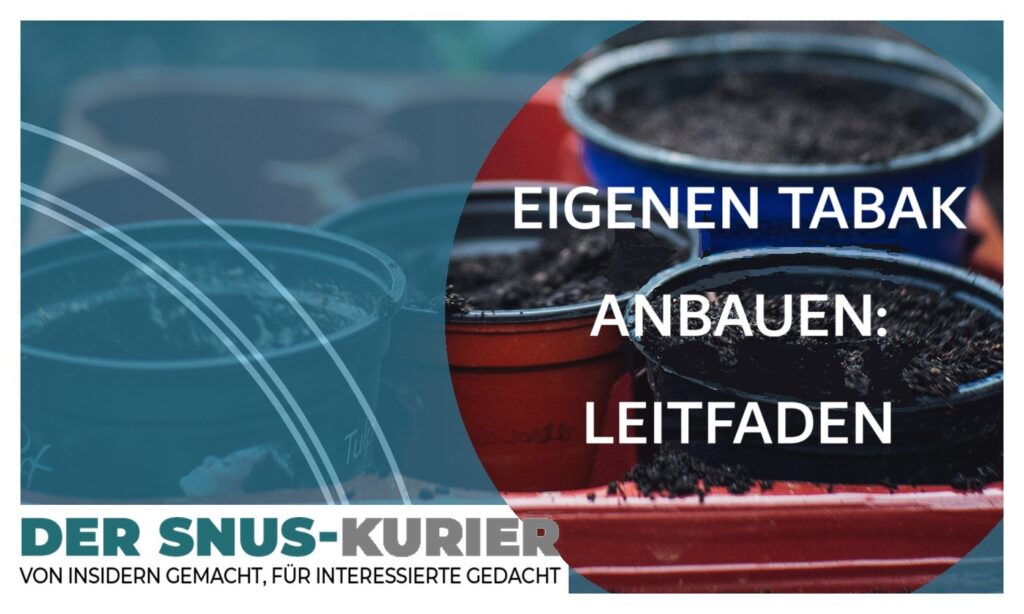 eigenen-tabak-anbauen-einfache-anleitung